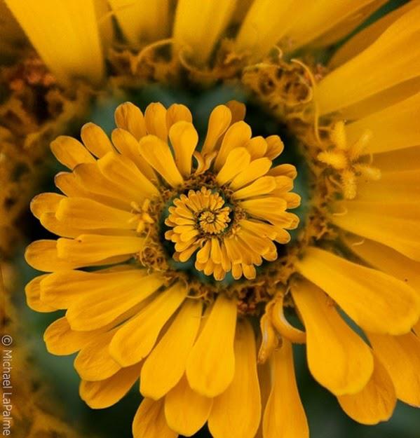 flor espiral amarilla