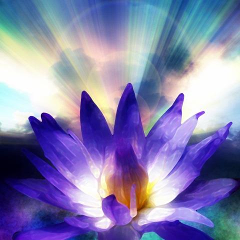 flor violeta radiante