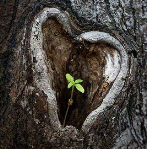 corazon arbol